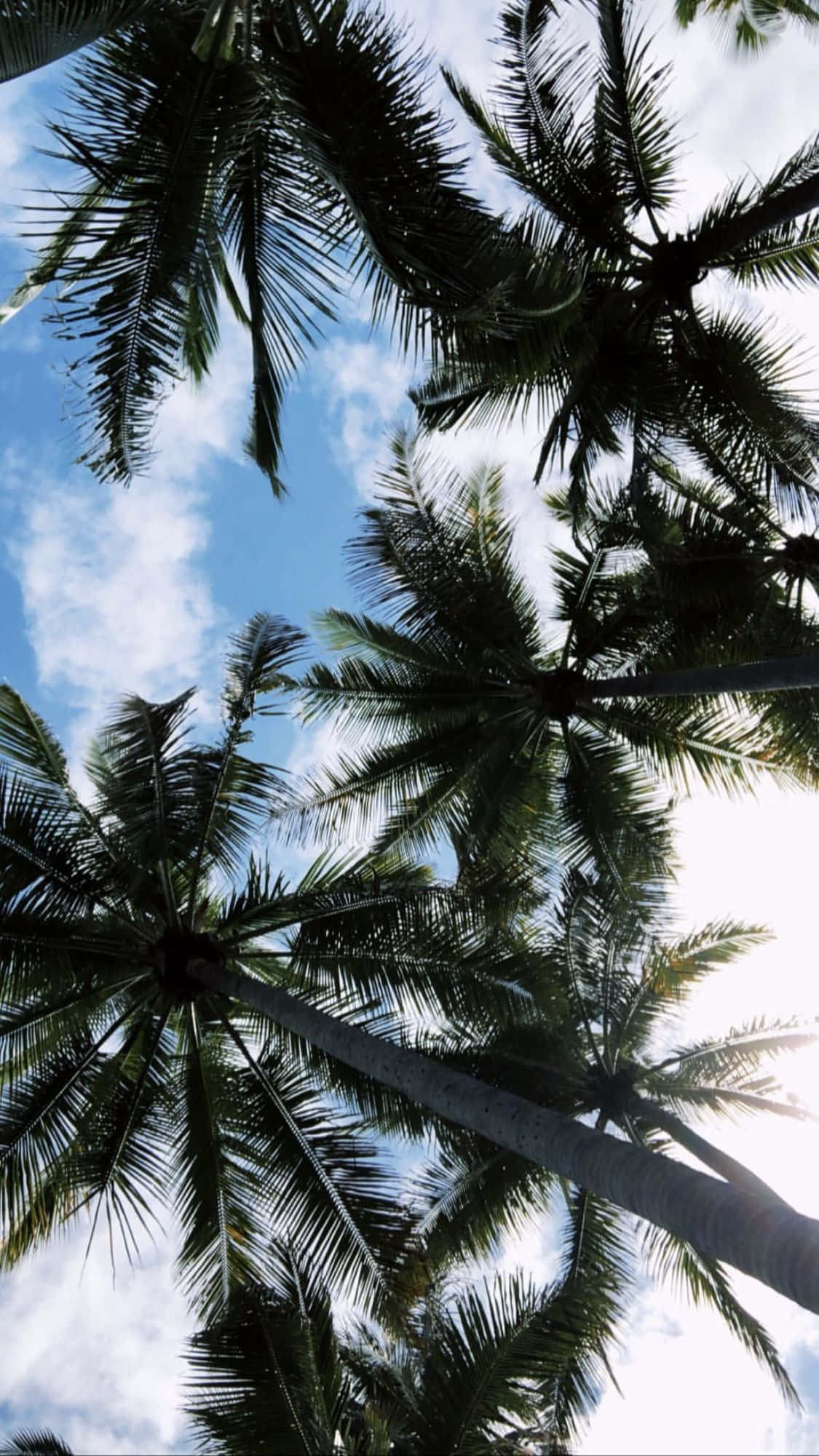 Aesthetic Palm Tree, blue sky, scattered white clouds, Full HD Phone Wallpaper