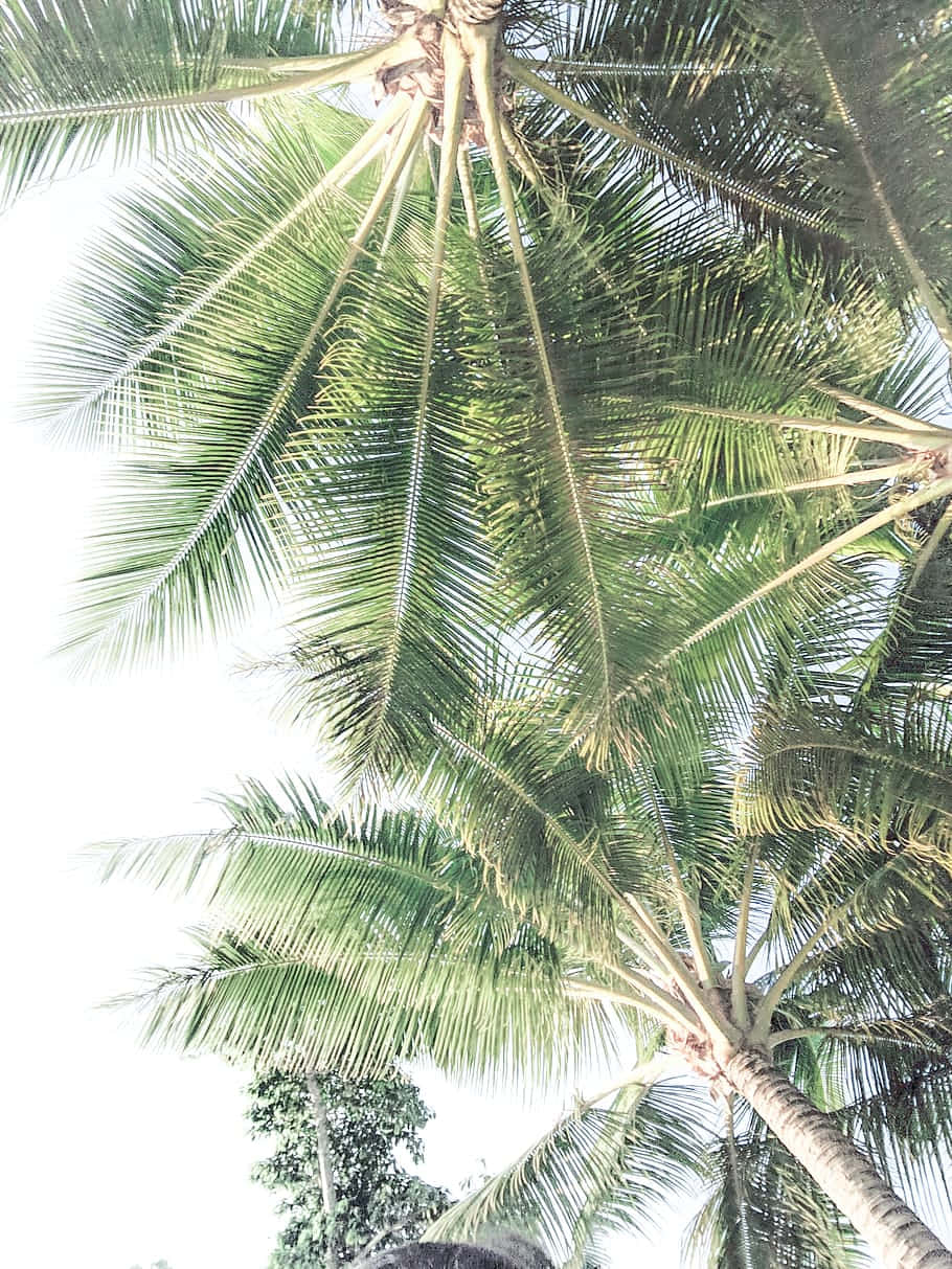 palm tree, sandy beach, lush green palm fronds, SD Phone Wallpaper