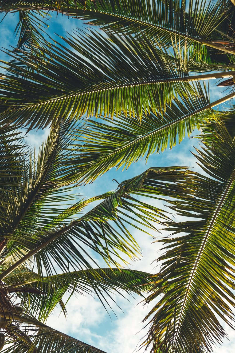 Aesthetic Palm Tree, serene beach, vibrant green palm fronds, HD Phone Wallpaper