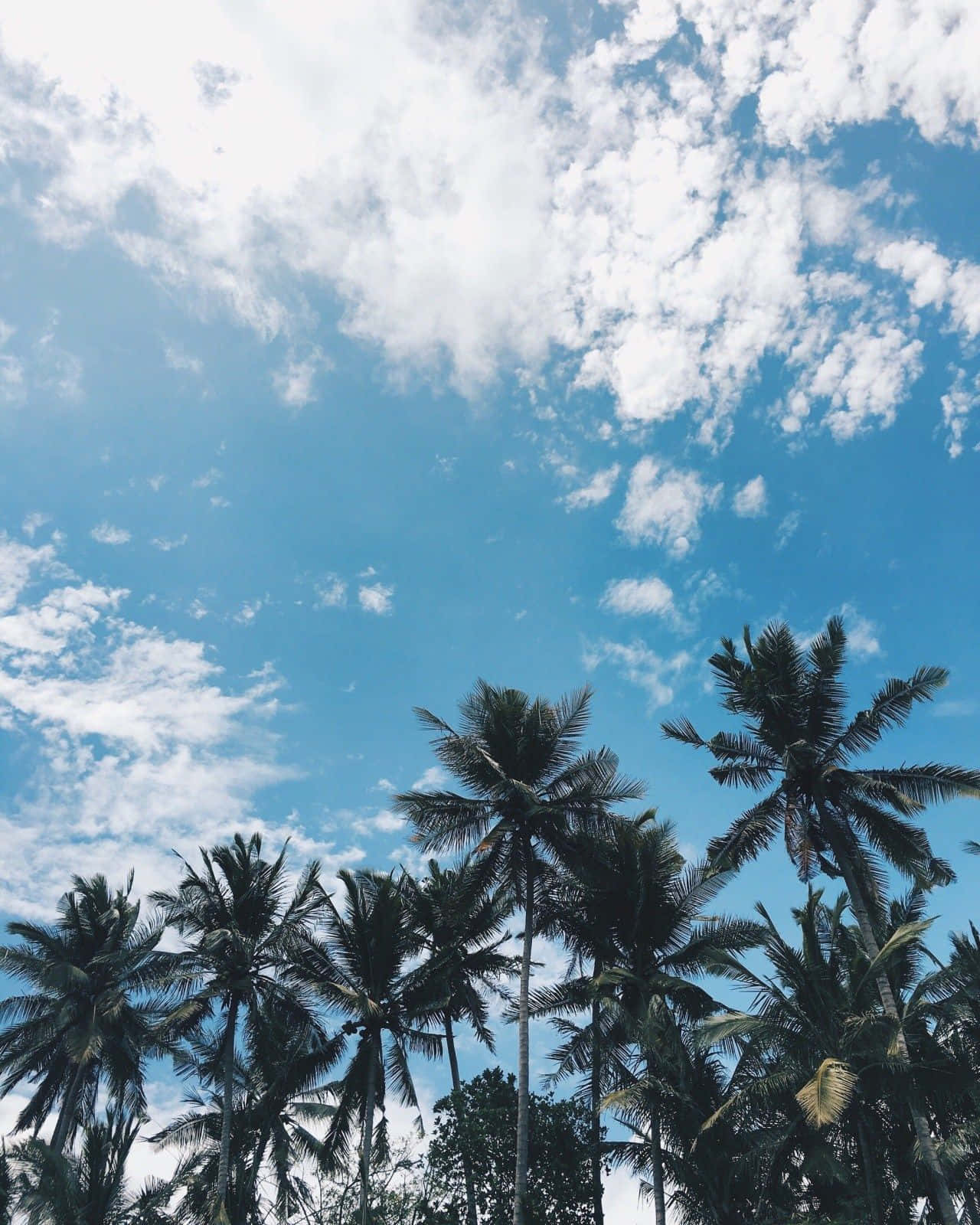 aesthetic palm tree, warm sunset, vibrant blue sky, HD Phone Wallpaper