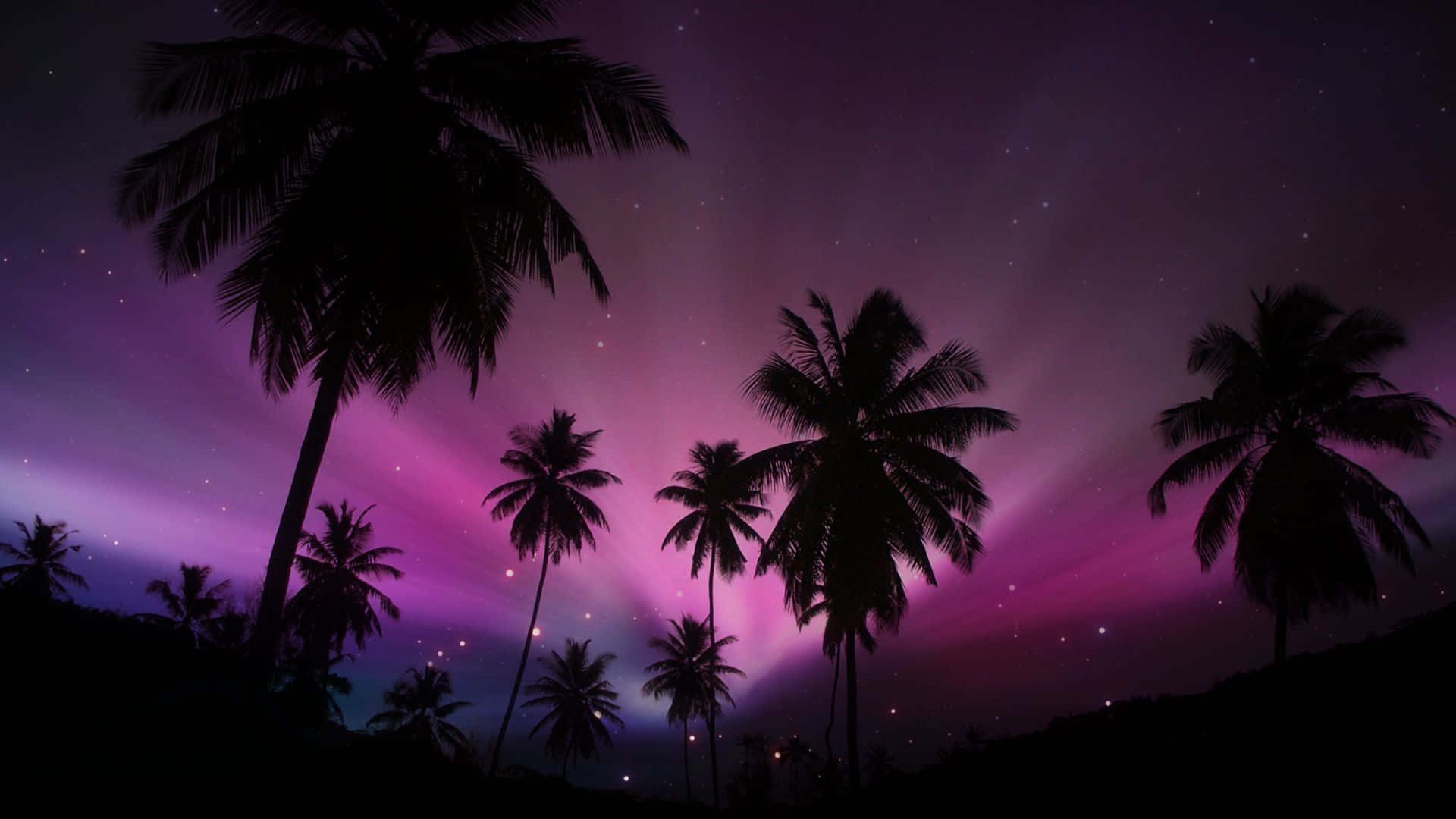 palm tree, vibrant purple, pink starry night sky, Full HD Desktop Wallpaper