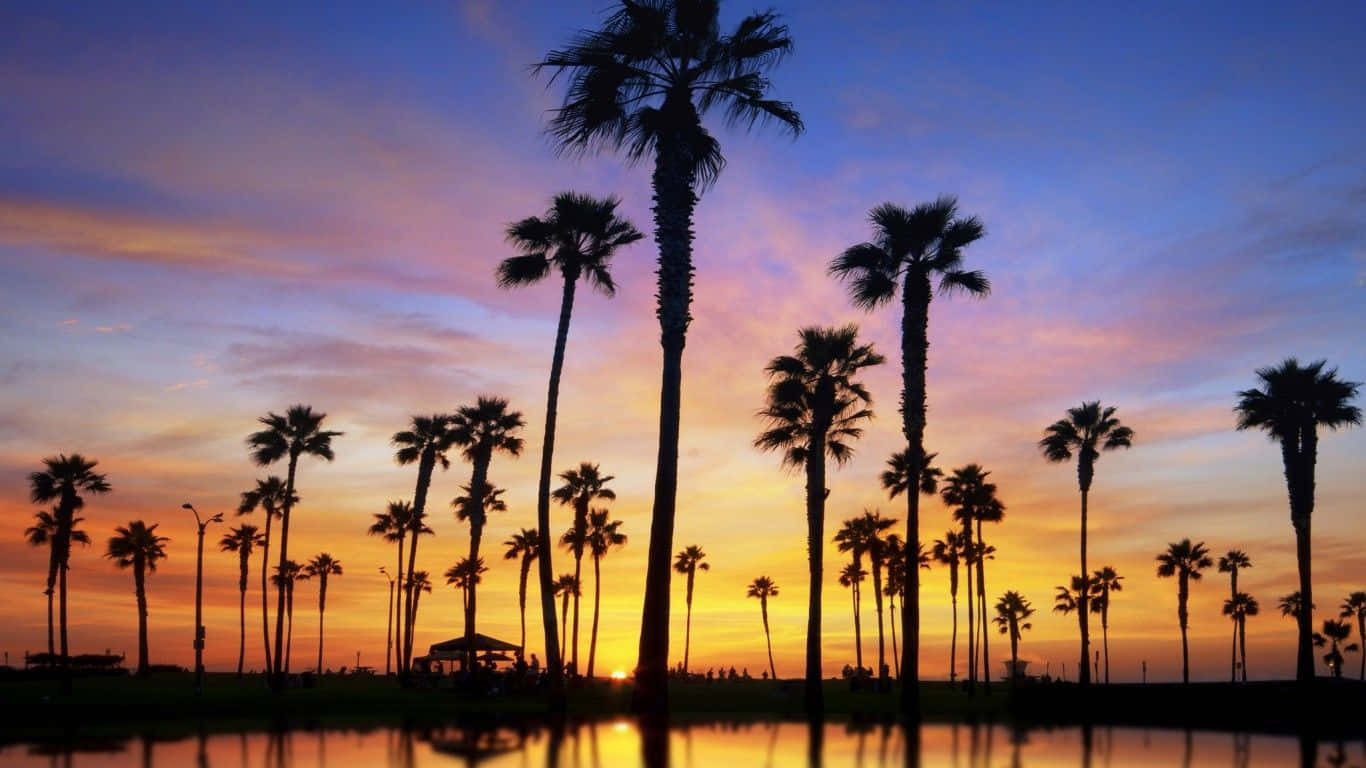 Aesthetic Palm Tree, vibrant sunset sky, calm water, HD Desktop Wallpaper