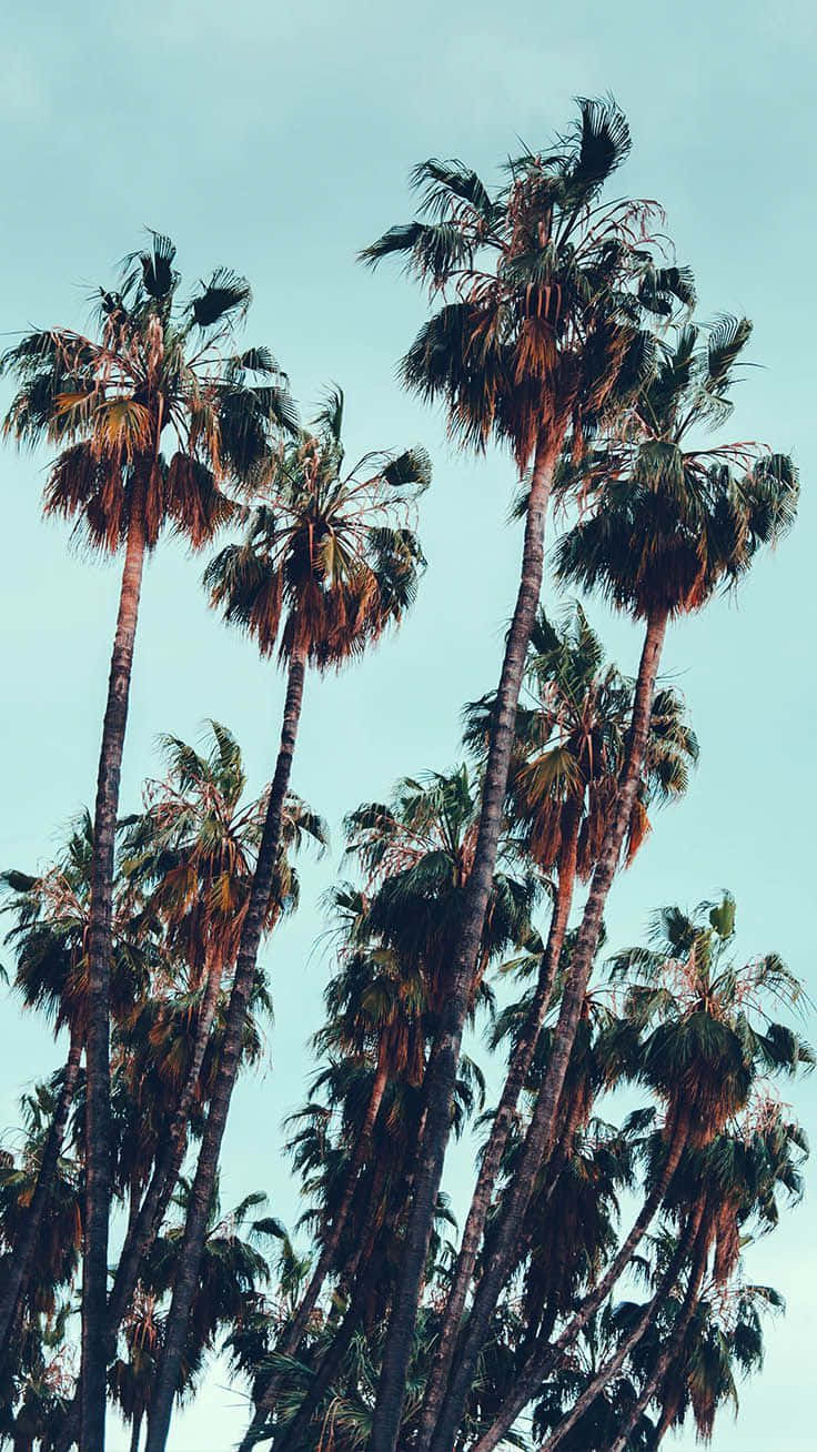aesthetic palm trees, sky blue, fronds, HD Phone Wallpaper