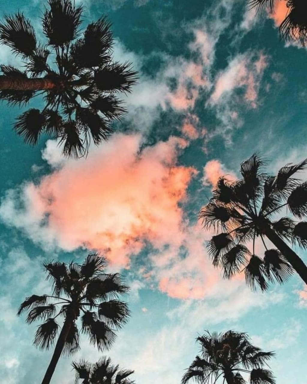 palm tree, vibrant sky, teal and coral clouds, HD Phone Wallpaper