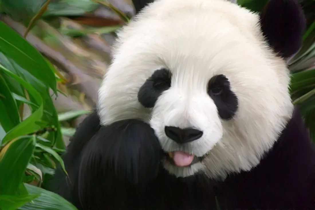 Aesthetic Panda