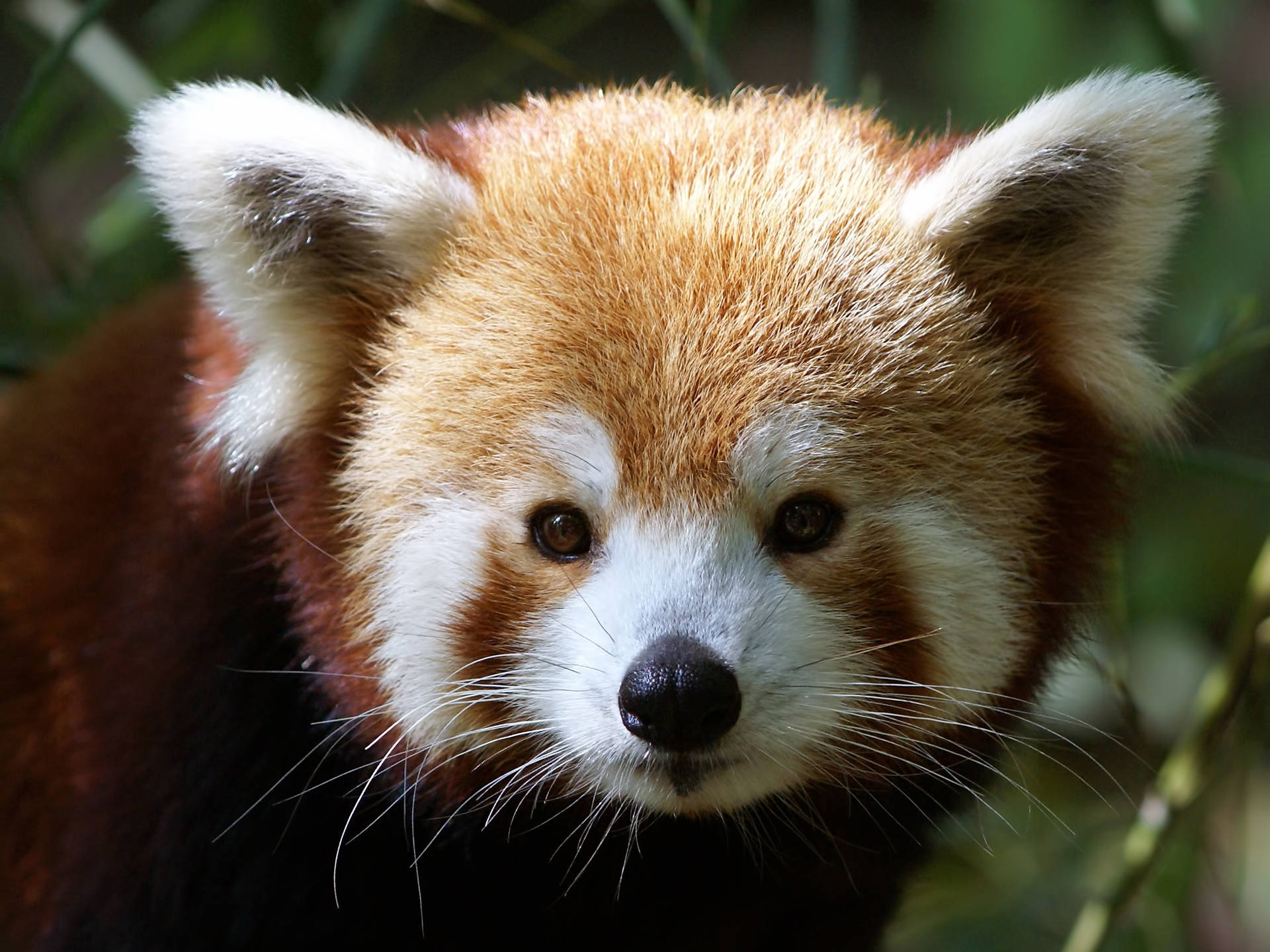 red panda, fluffy orange fur, white markings, Full HD Desktop Wallpaper