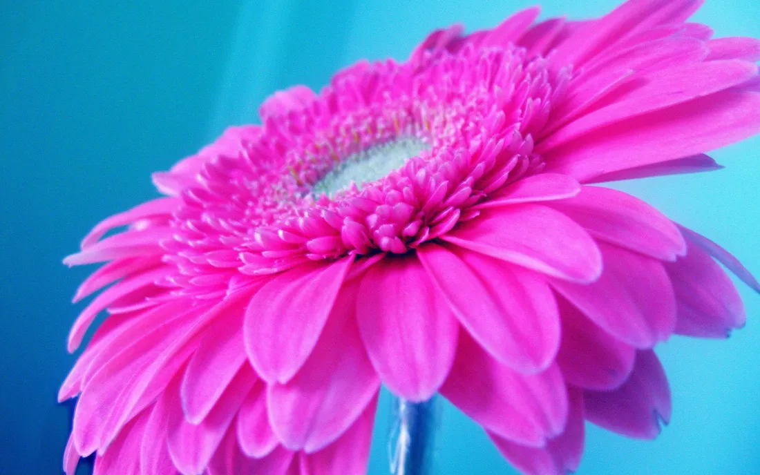Aesthetic Pastel Cute Daisy
