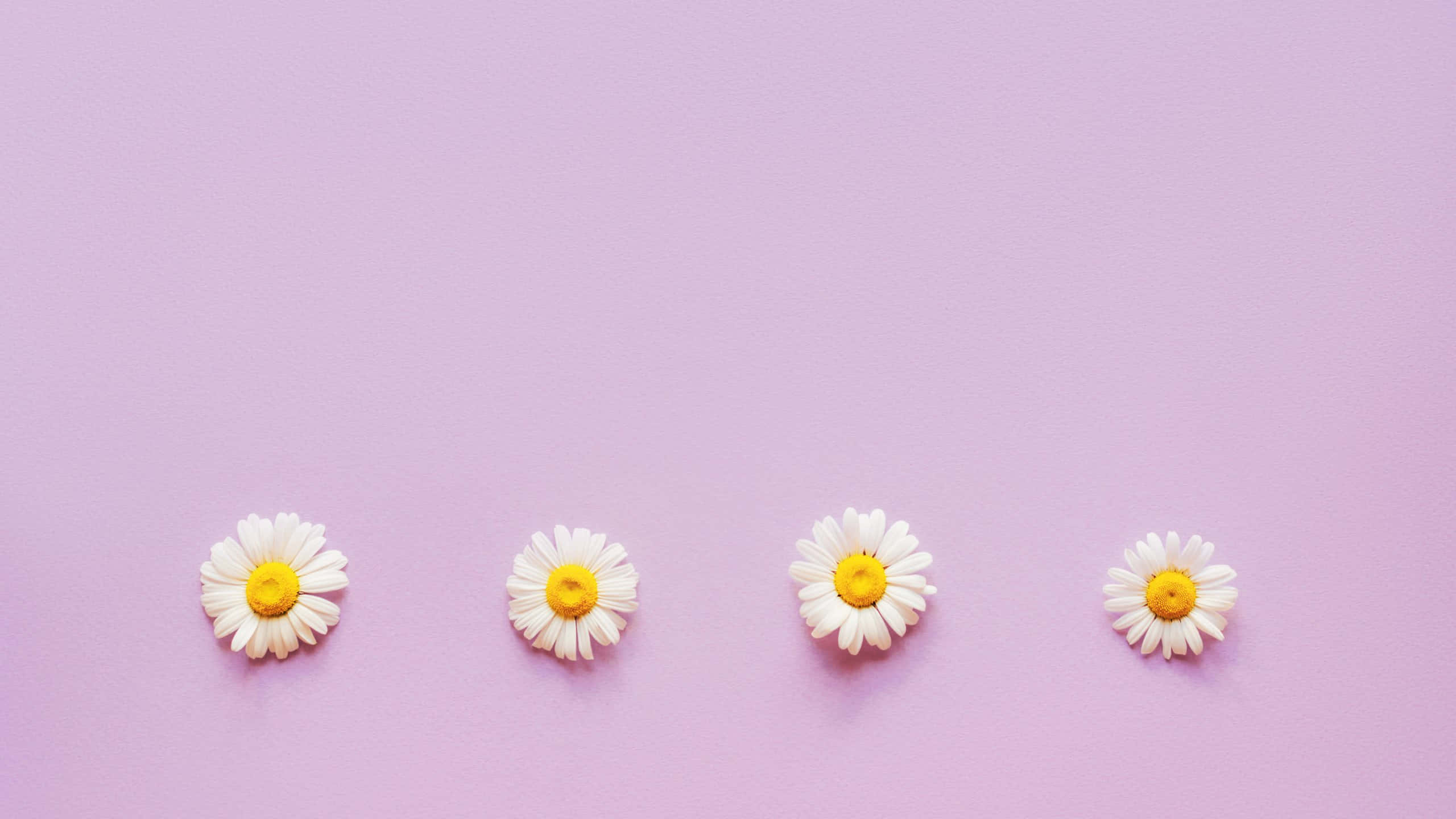 pastel purple daisy, white petals, yellow centers, 2K Desktop Wallpaper