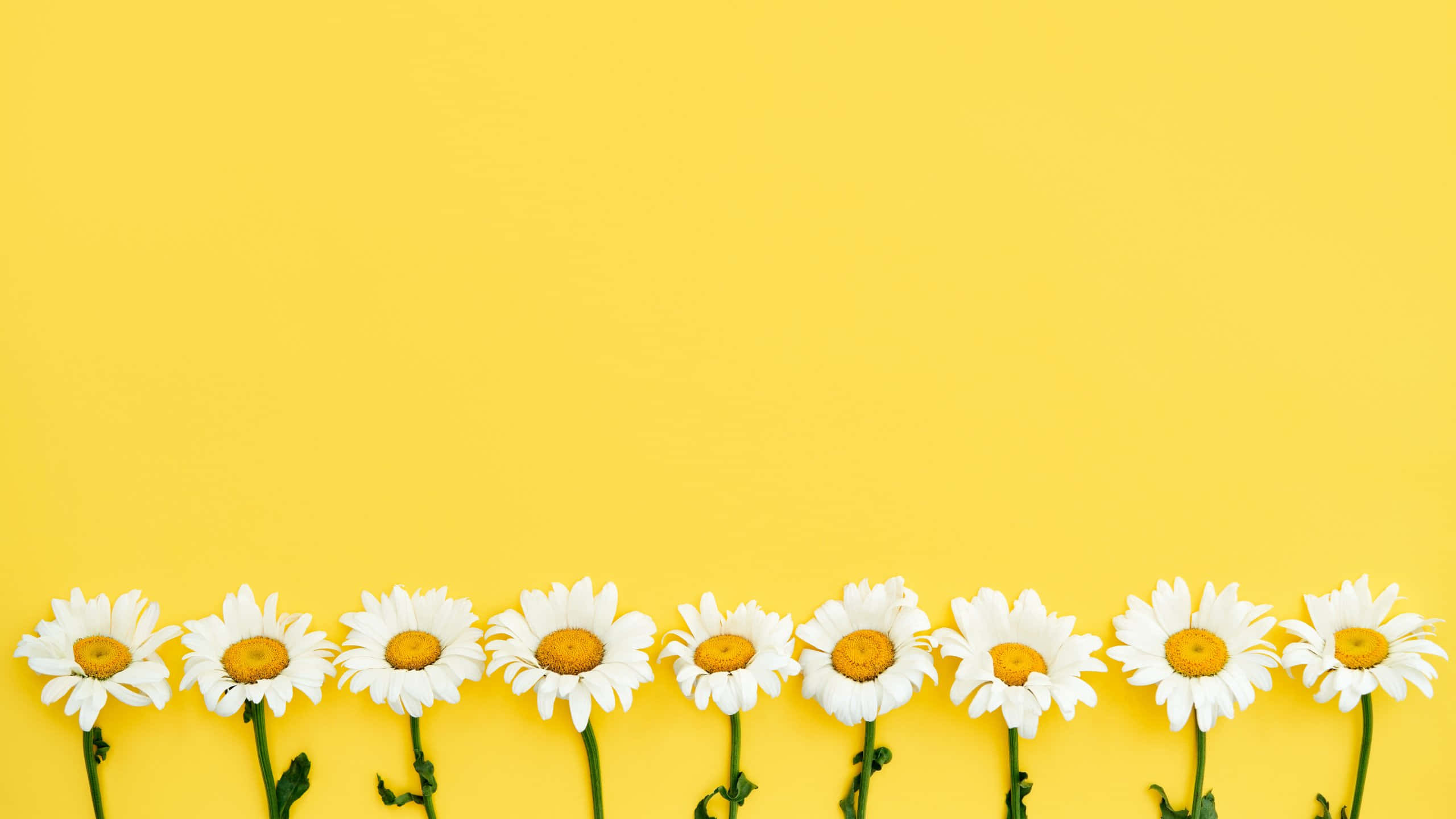 pastel yellow background, white daisies, yellow centers, 2K Desktop Wallpaper