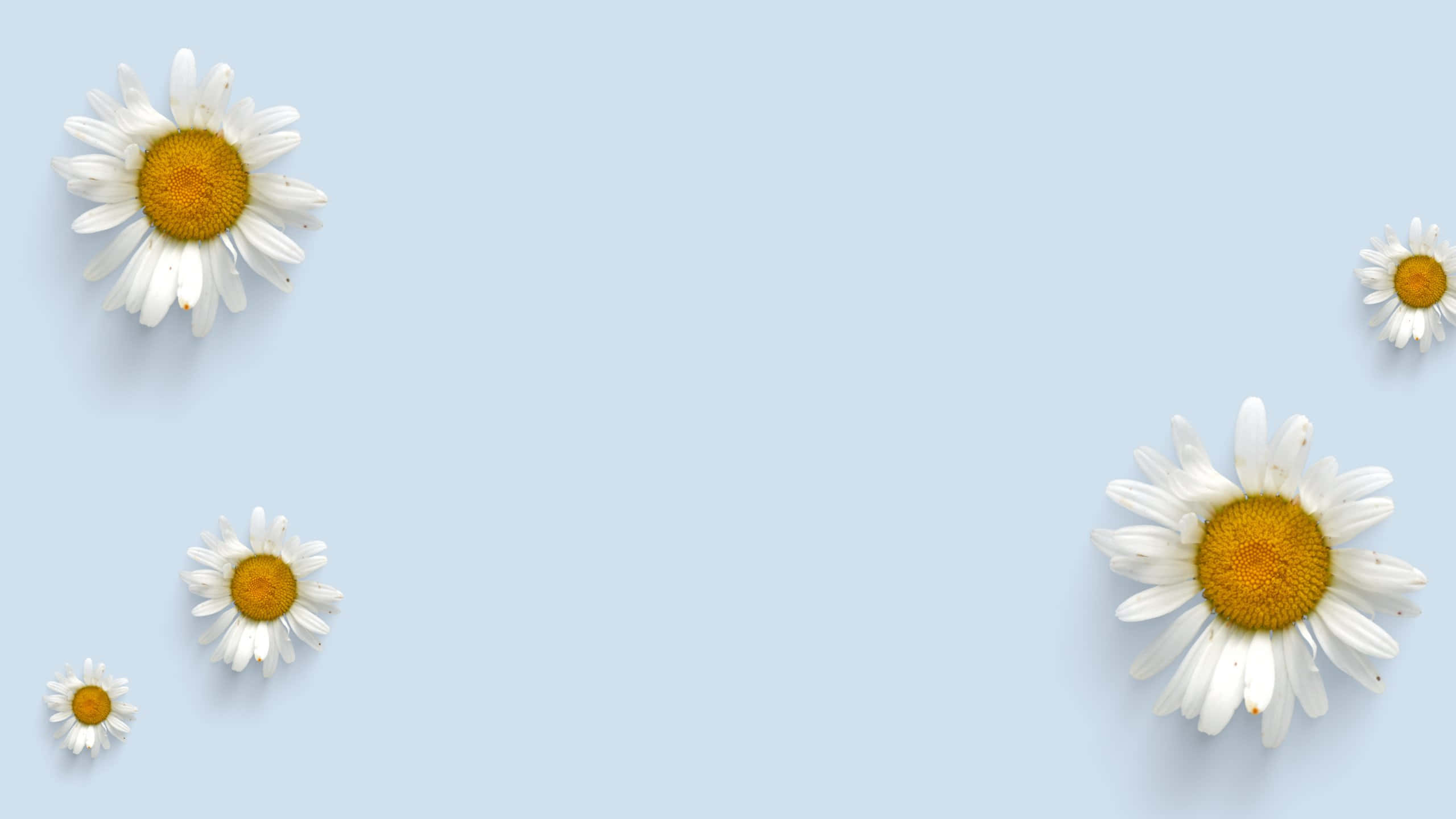 pastel blue background, white daisies, yellow centers, 2K Desktop Wallpaper