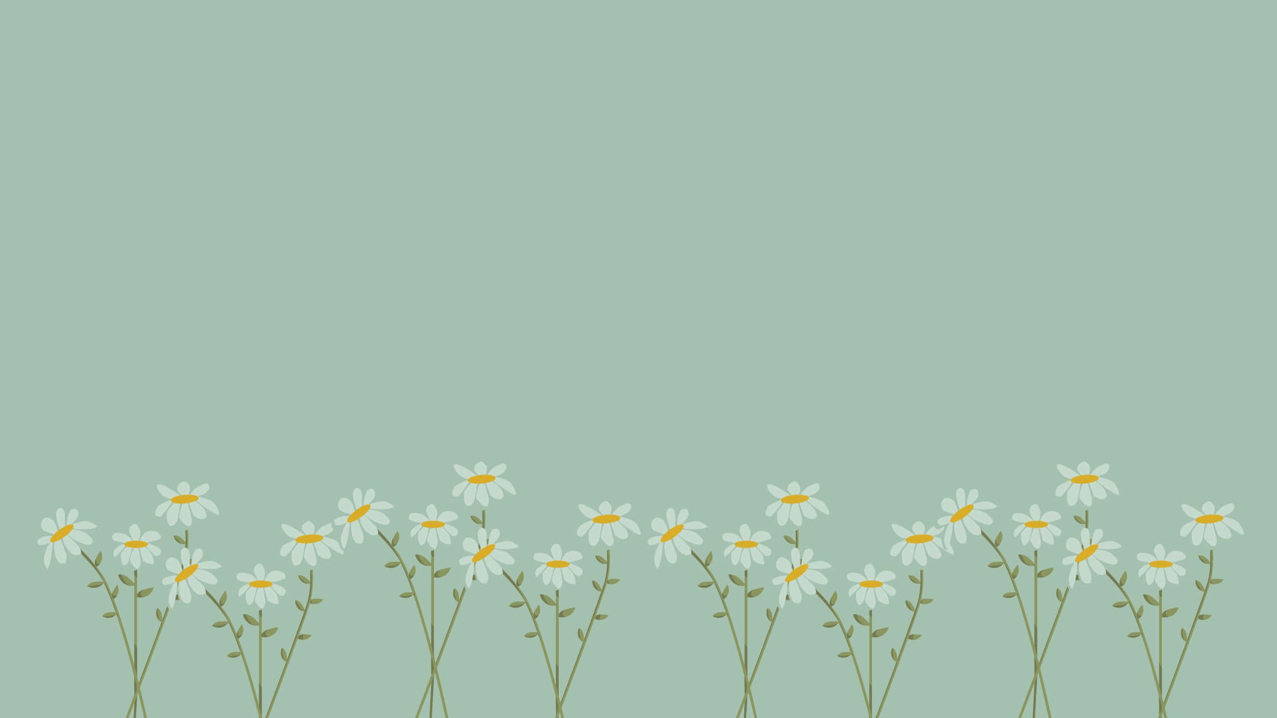 pastel daisy field aesthetic, daisies, white petals, 2K Desktop Wallpaper