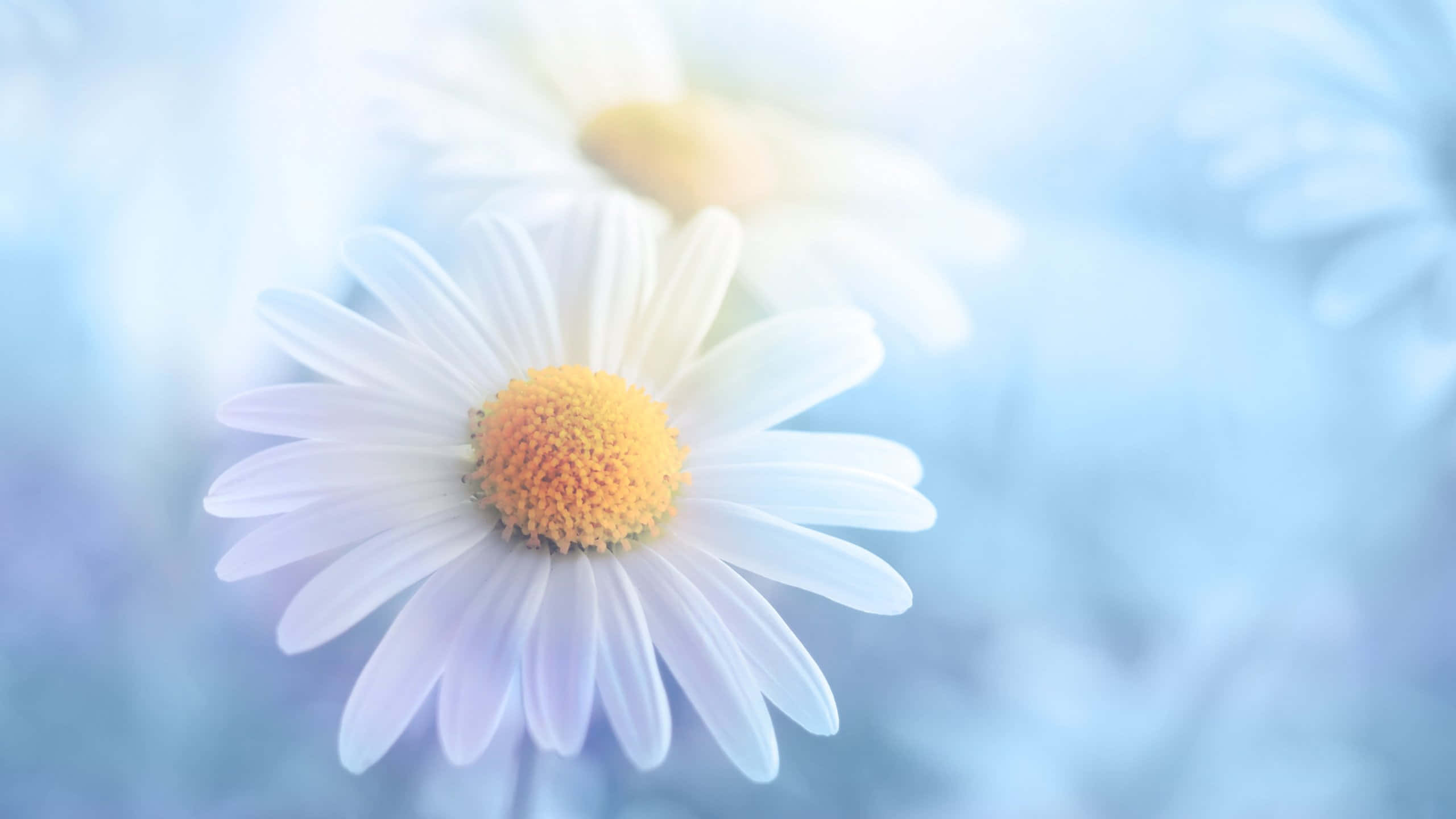 pastel daisy dreamscape, white petals, yellow center, 2K Desktop Wallpaper