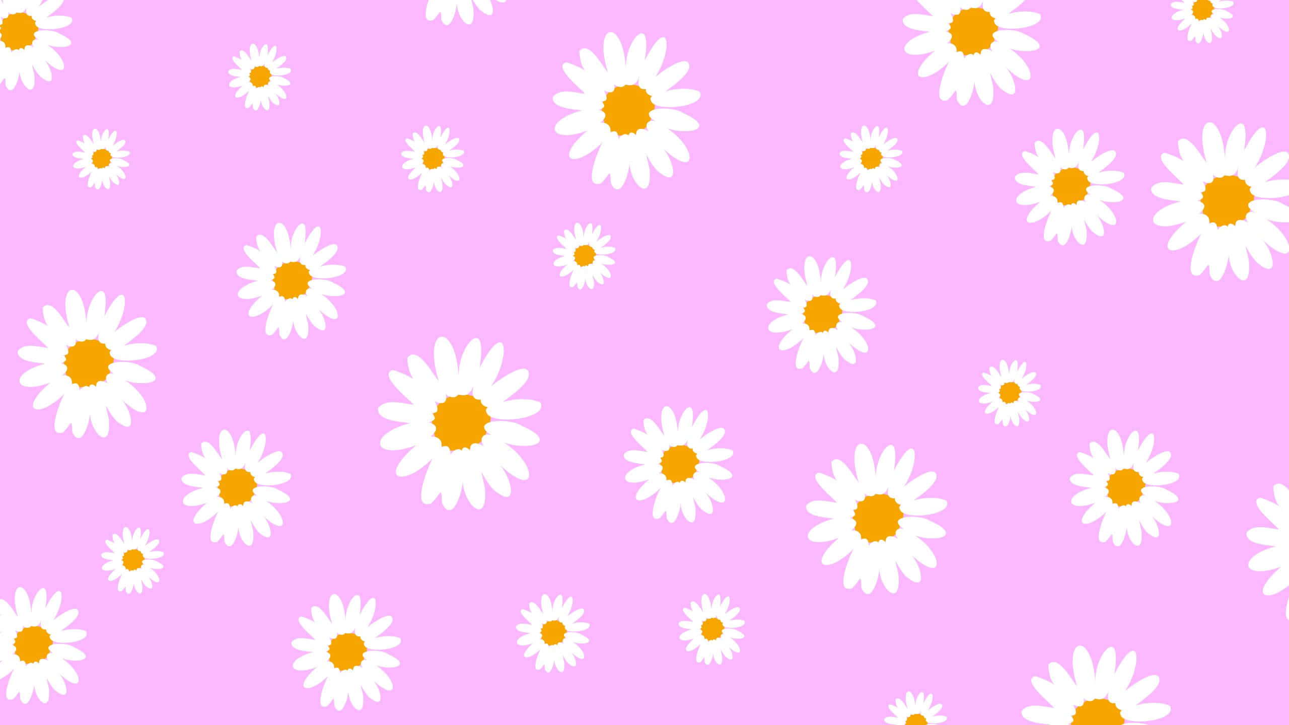 pastel pink background, white daisies, yellow centers, 2K Desktop Wallpaper
