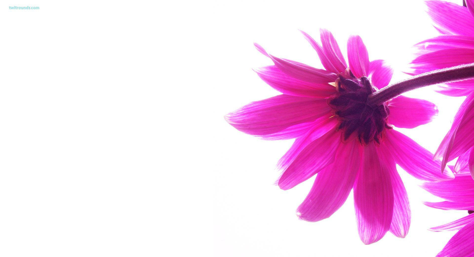 Pink Daisy, vibrant pink flower petals, stark white background, Full HD Desktop Wallpaper