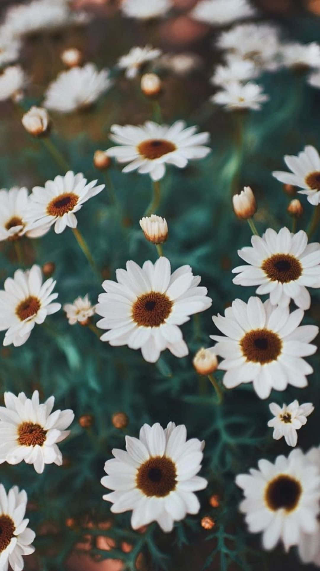 Aesthetic Daisy, white daisies, brown centers, Full HD Phone Wallpaper