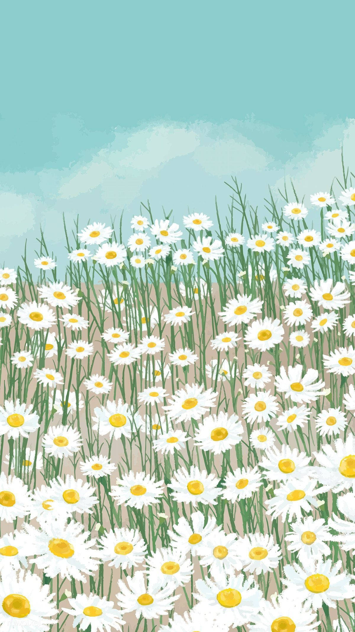 white daisies, yellow centers, soft blue sky, Full HD Phone Wallpaper