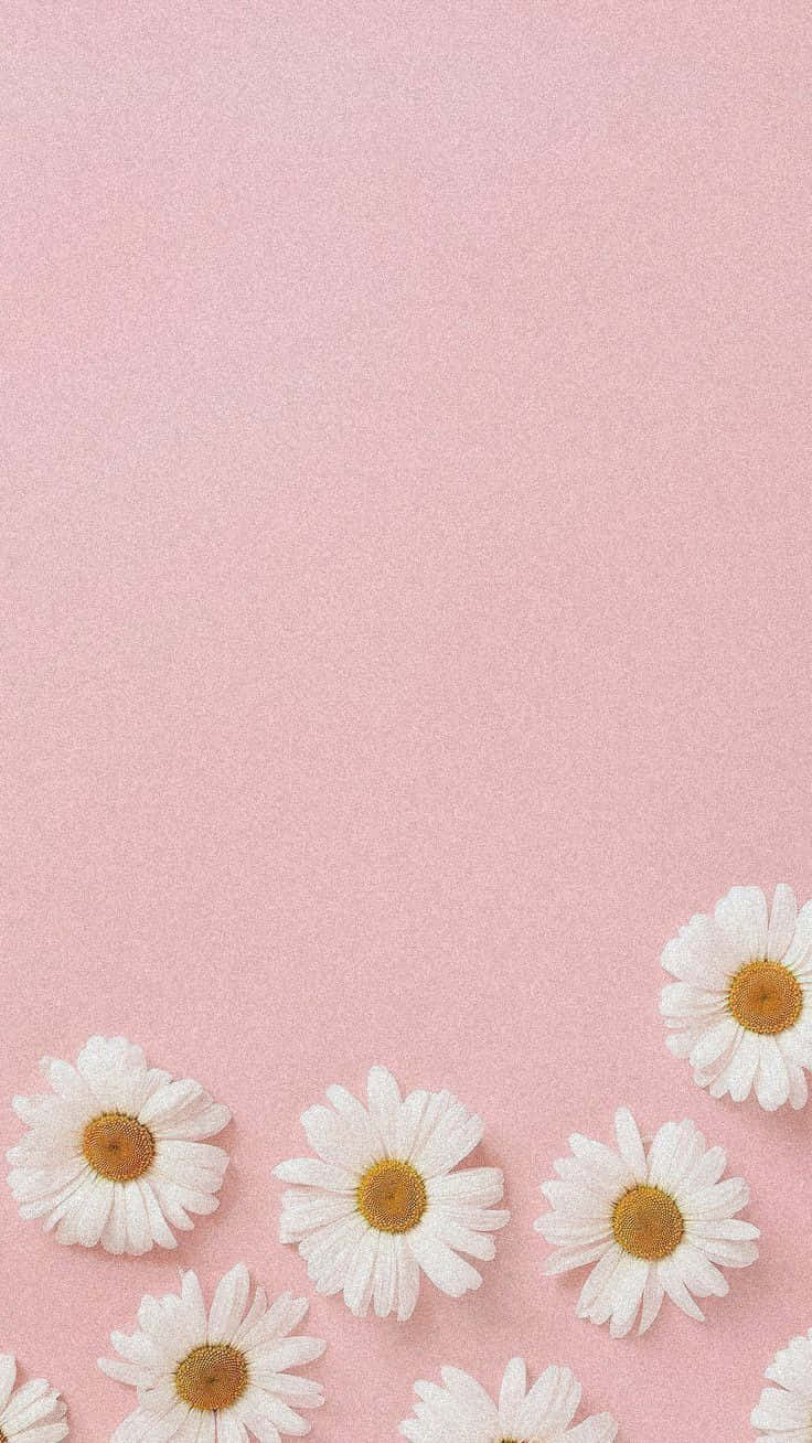 pastel pink daisy, white daisies, yellow centers, HD Phone Wallpaper