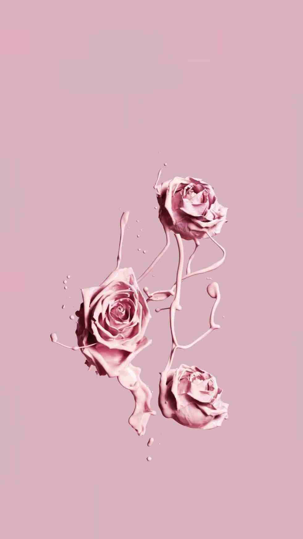 pink vintage aesthetic, three pink roses, soft pink background, HD Phone Wallpaper