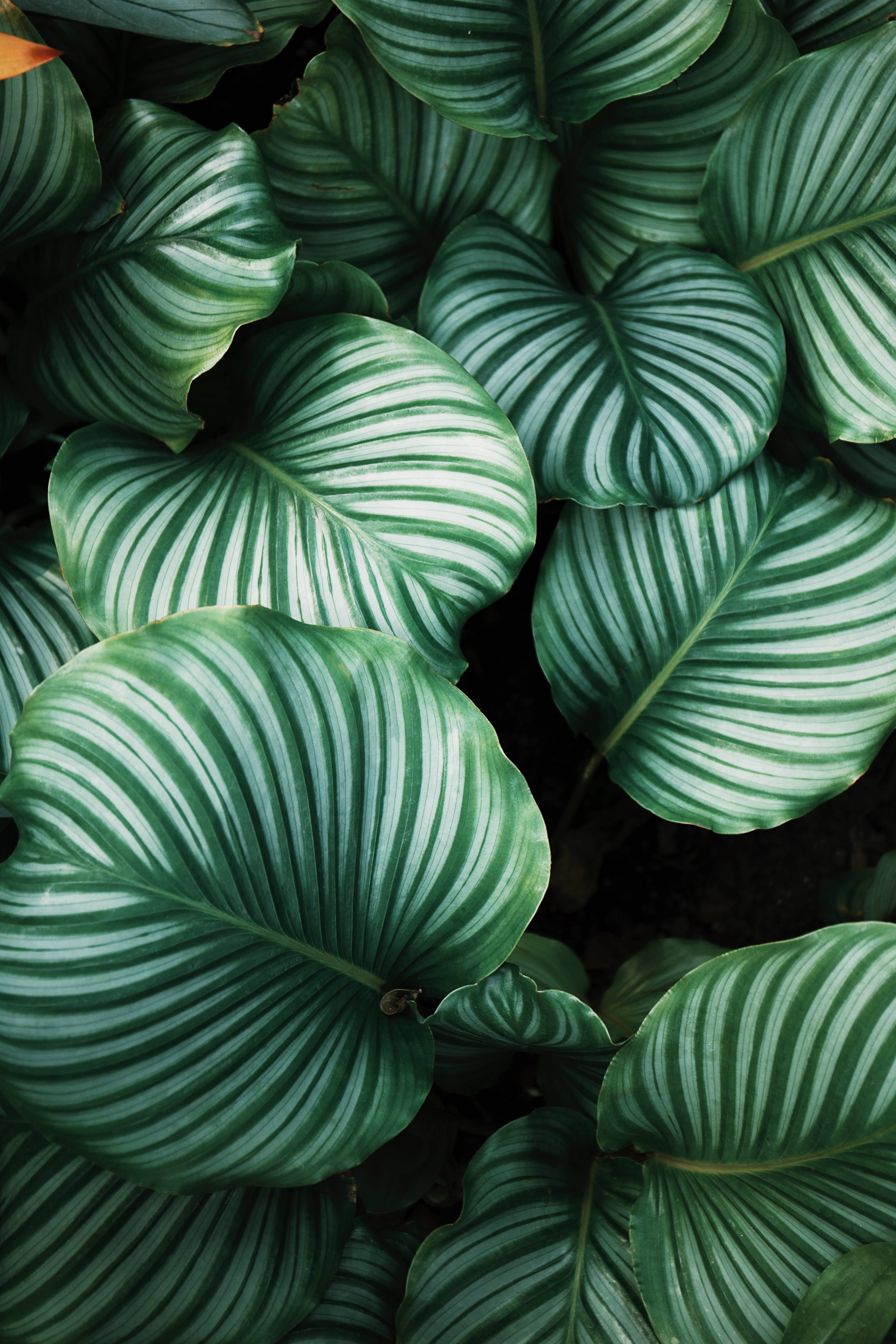 calathea, silver veins, lush green leaves, 5K Phone Wallpaper