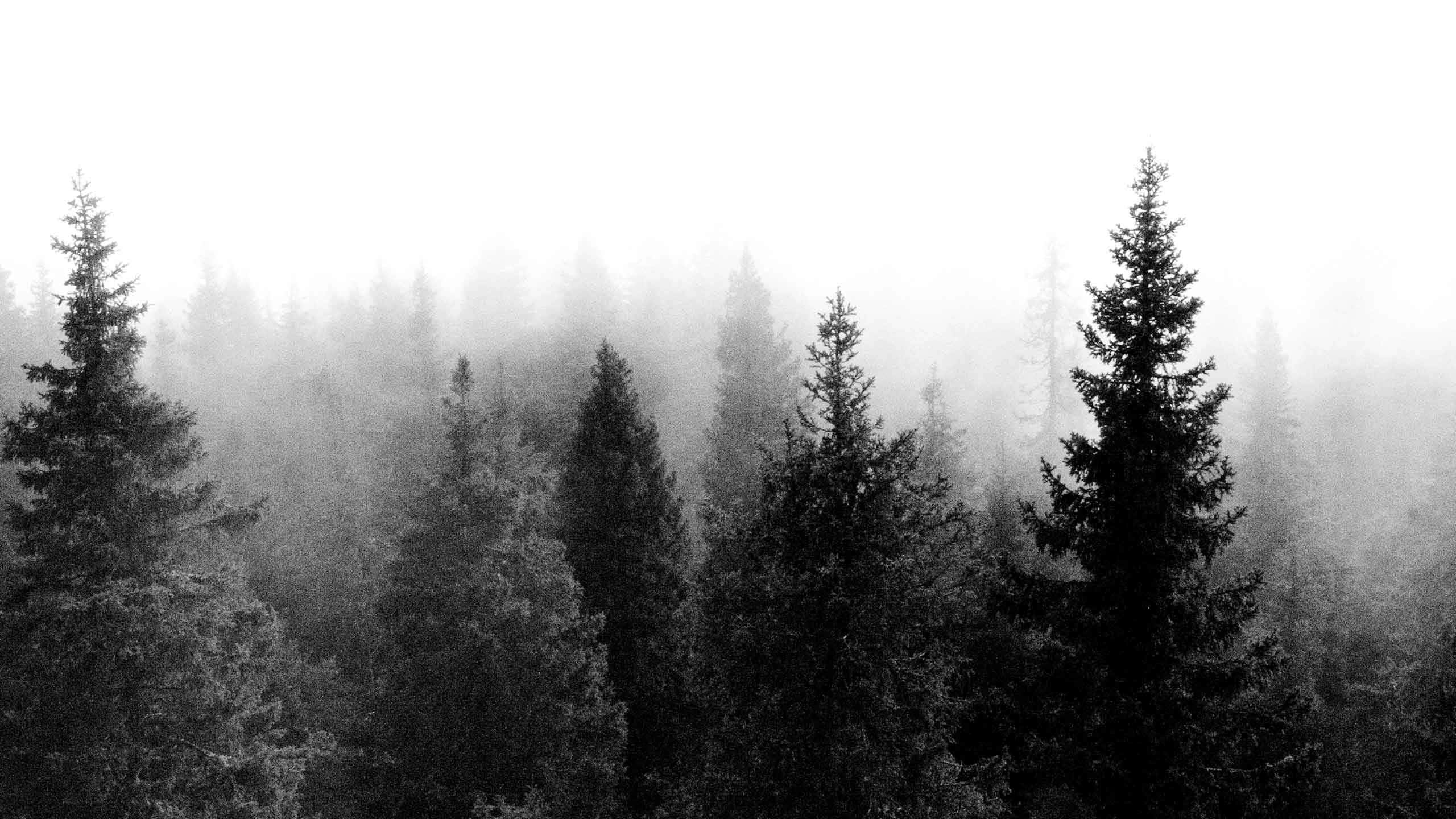 indie aesthetic pc, evergreen trees, dense fog, 2K Desktop Wallpaper