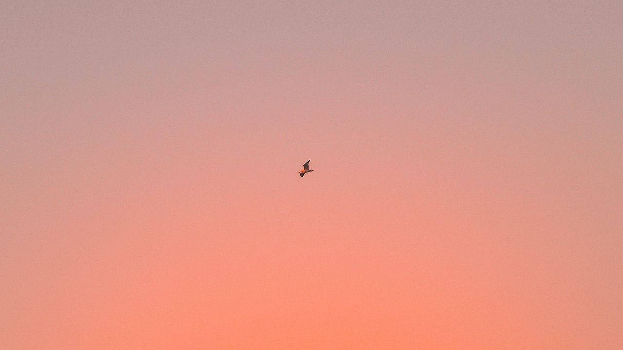 Aesthetic Peach Sunset Laptop, gradient sky, soft pink, HD Desktop Wallpaper