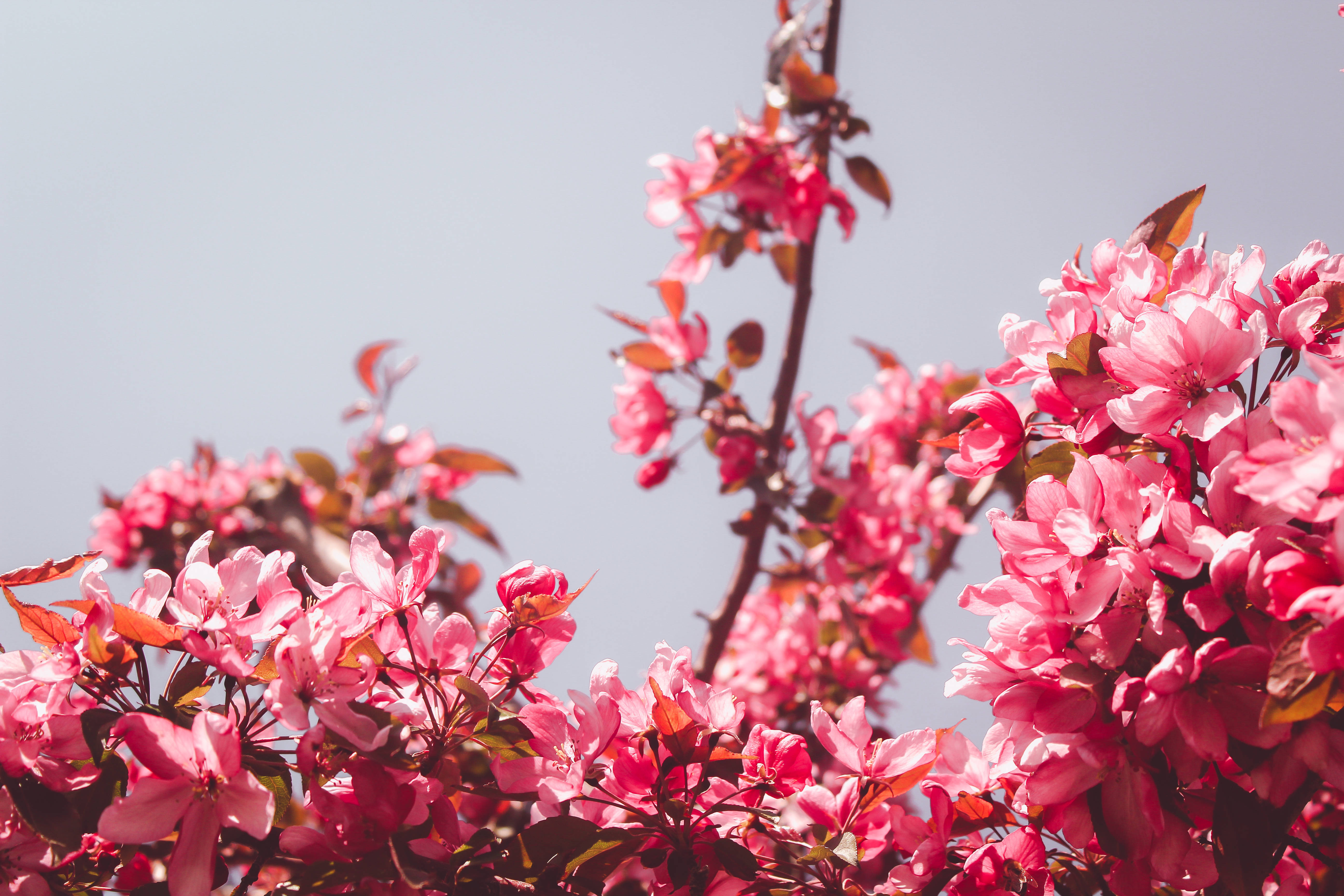 pink cherry blossoms, soft pale blue sky, vibrant pink, 5K Desktop Wallpaper