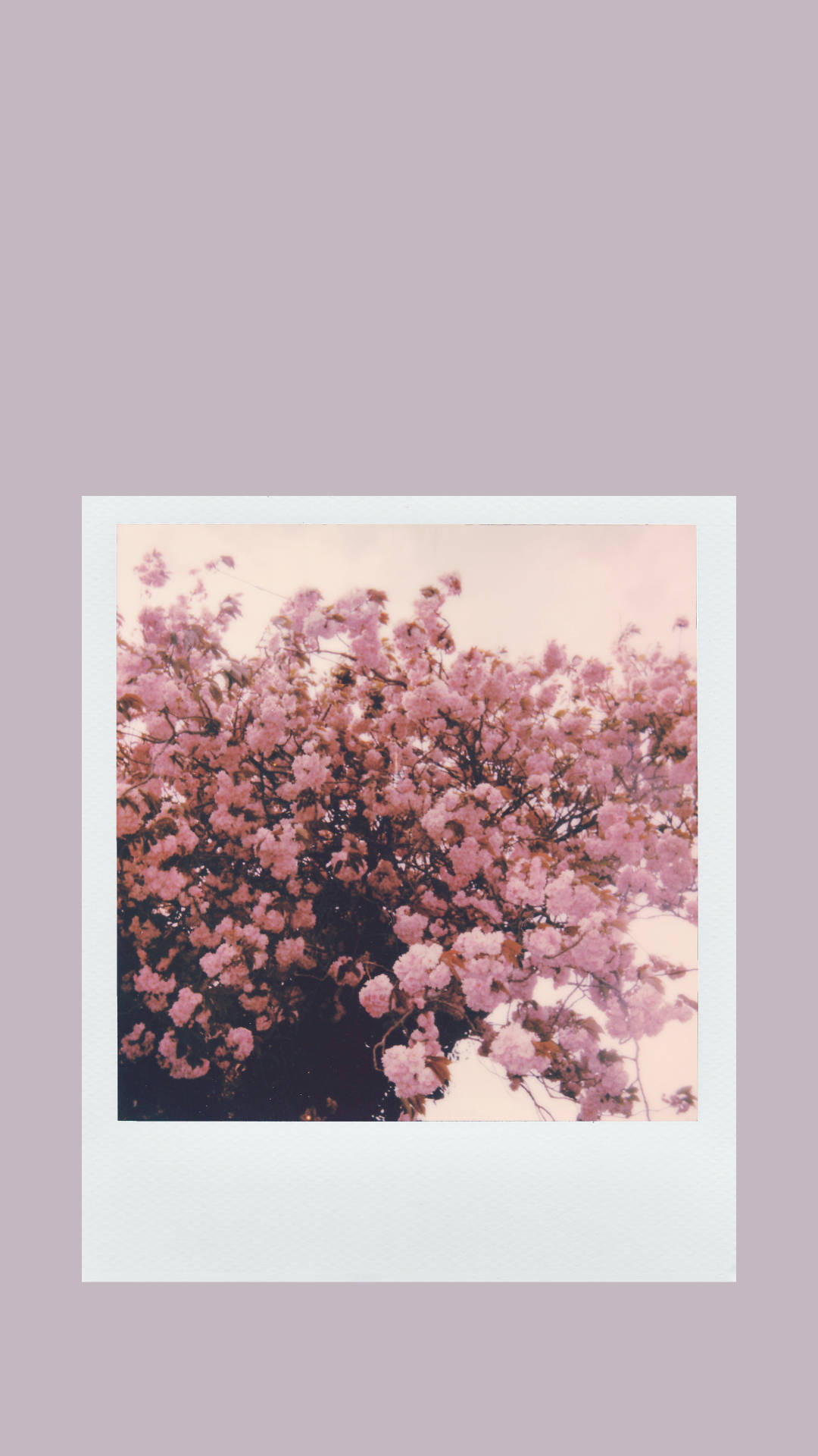 Polaroid-style photo, soft pink cherry blossoms, pale sky, Full HD Phone Wallpaper