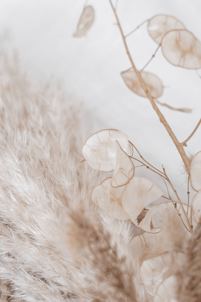 beige aesthetic phone, translucent leaves, pampas grass, SD Phone Wallpaper