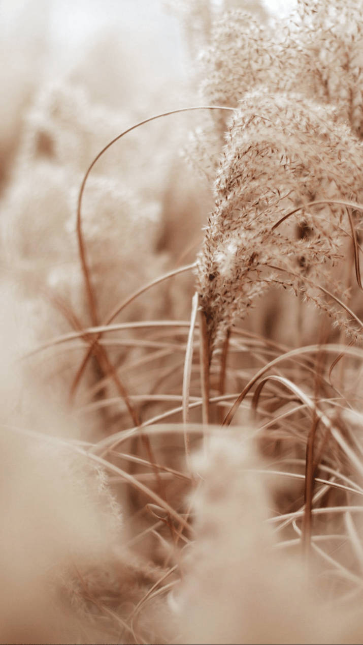 beige, pampas grass, soft beige, SD Phone Wallpaper
