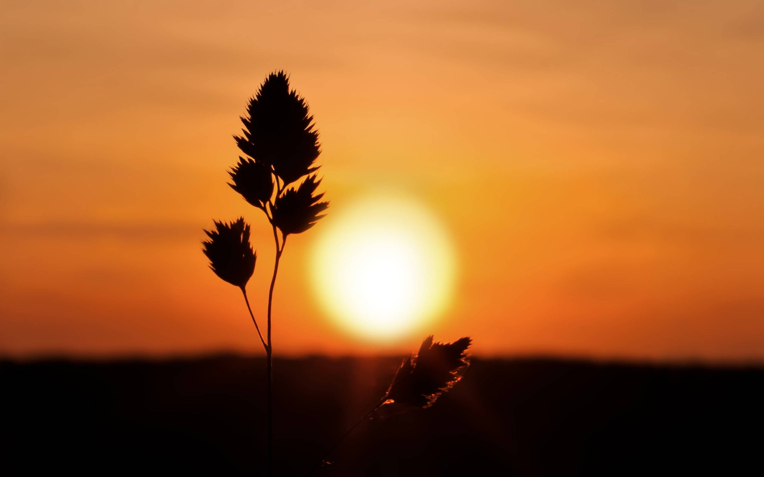 sunset, orange sunset, bright sun, 2K Desktop Wallpaper