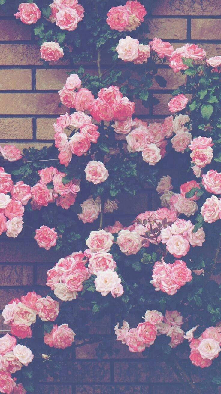 aesthetic pink iphone, roses, wall, HD Phone Wallpaper