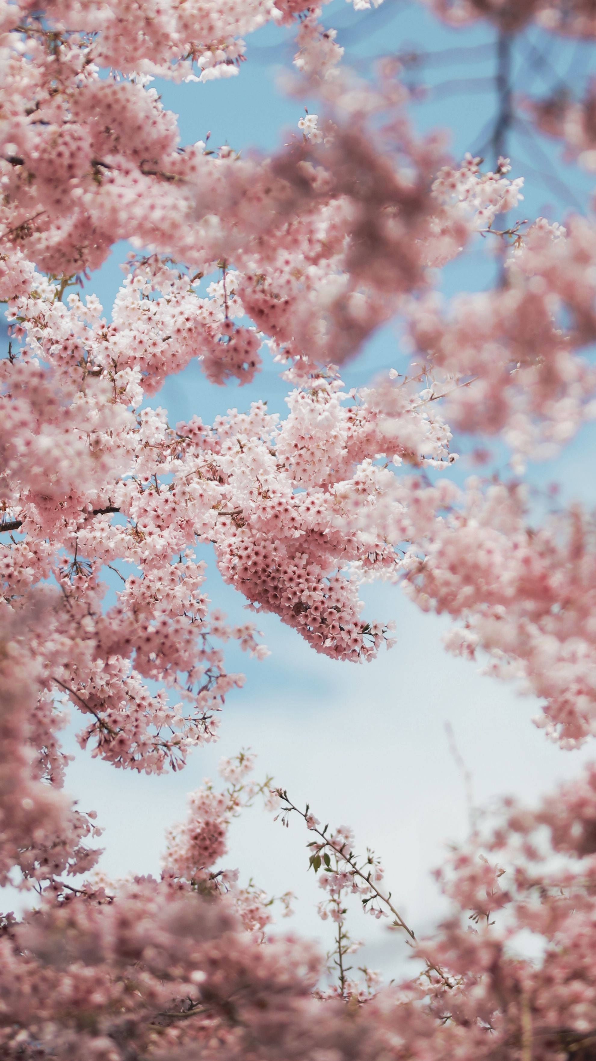 Aesthetic Pink iPhone, cherry blossom branches, pink cherry blossoms, 2K Phone Wallpaper