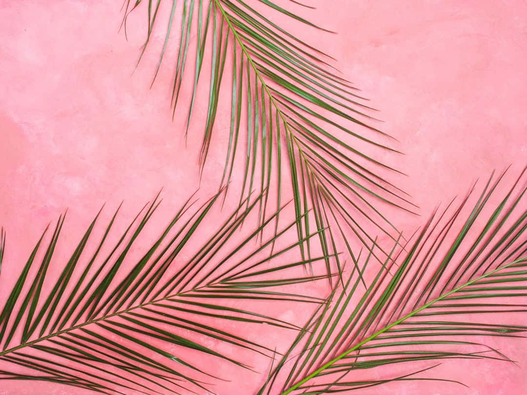Pastel Pink Aesthetic Computer, green palm fronds, textured pink wall, SD Desktop Wallpaper