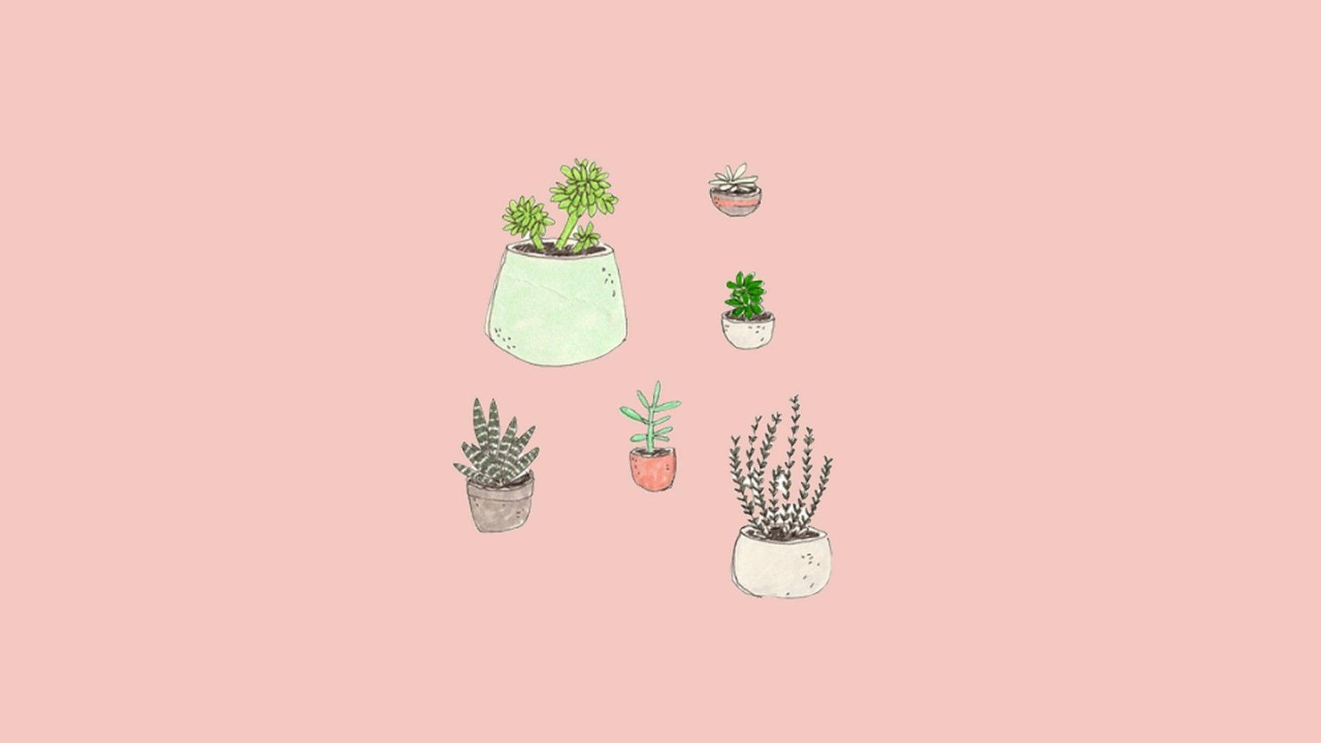 aesthetic pink, pastel pots, succulents, Full HD Desktop Wallpaper