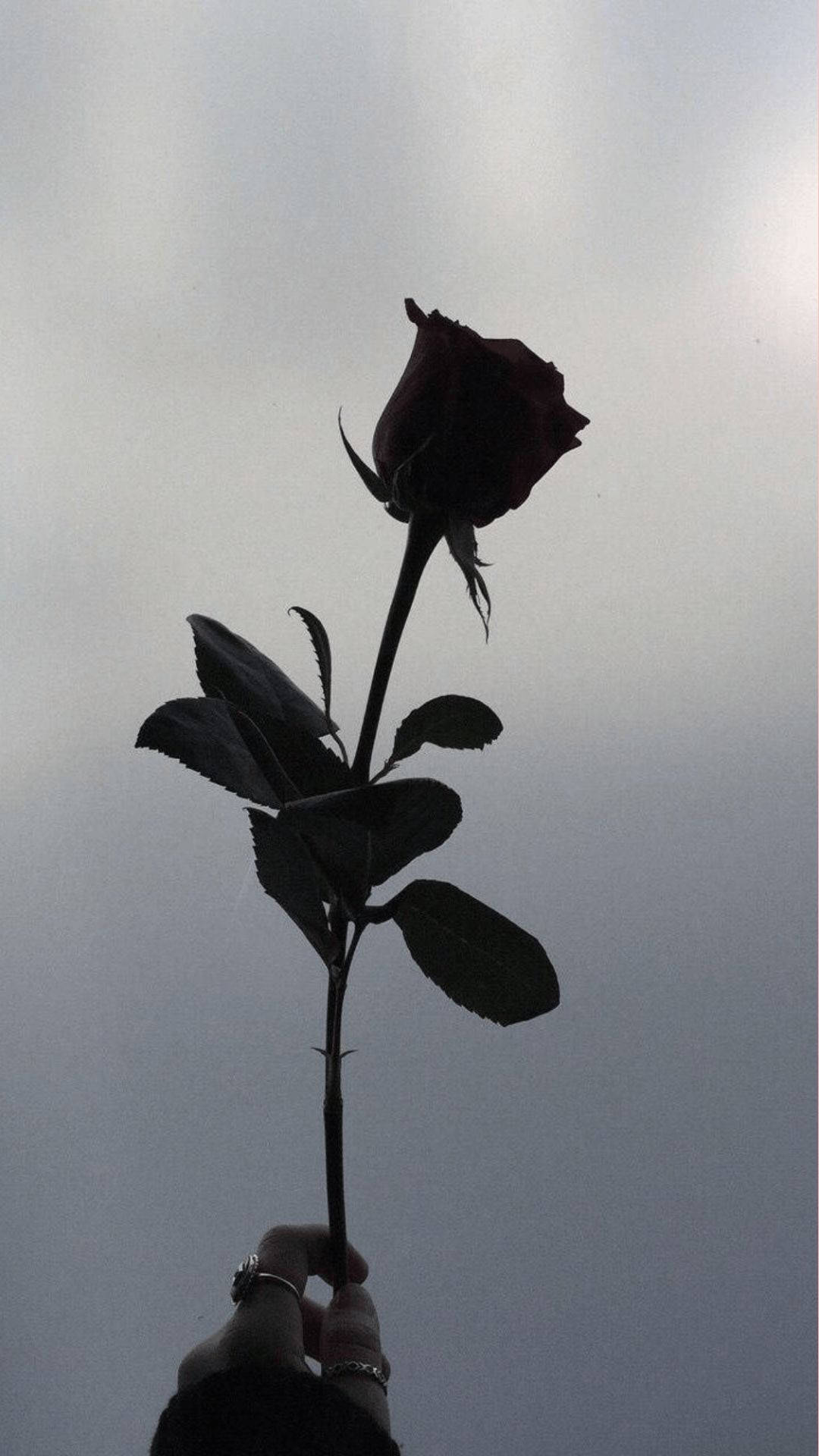 Dark Rose Aesthetic Profile, dark rose, muted gray sky, Full HD Phone Wallpaper