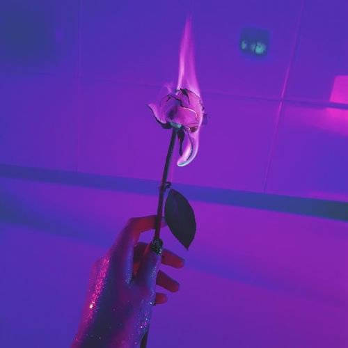 flaming rose, purple-lit tiled wall, hand, SD Desktop Wallpaper