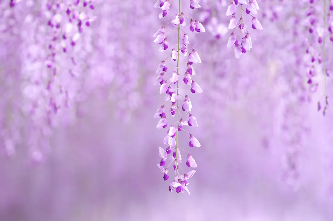 Aesthetic Purple Flower