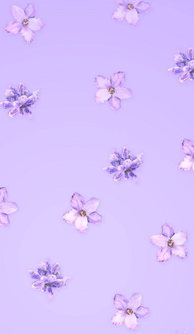 aesthetic purple flower, soft lavender flowers, pastel purple background, SD Phone Wallpaper