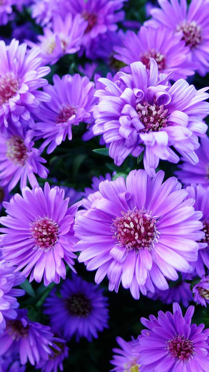 purple aster flowers, delicate petals, pinkish centers, HD Phone Wallpaper