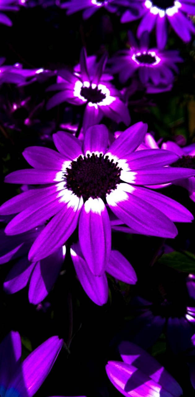 Aesthetic Purple Flower, vibrant purple daisies, glowing white centers, HD Phone Wallpaper