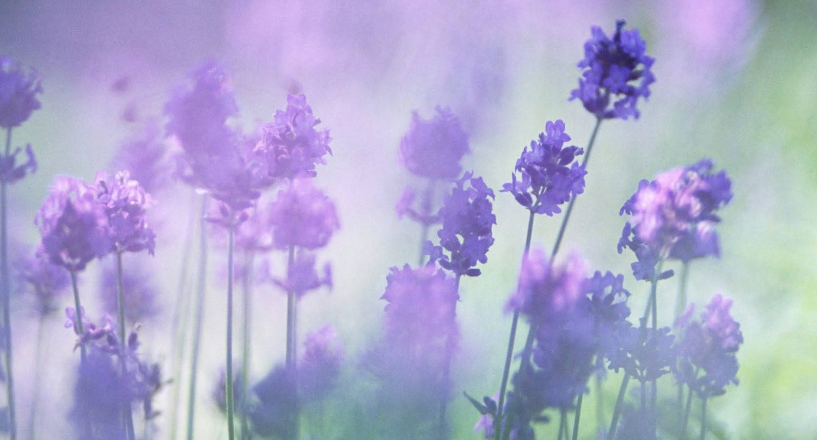 Aesthetic Purple Flower, soft purple lavender blooms, dreamy misty field, HD Desktop Wallpaper