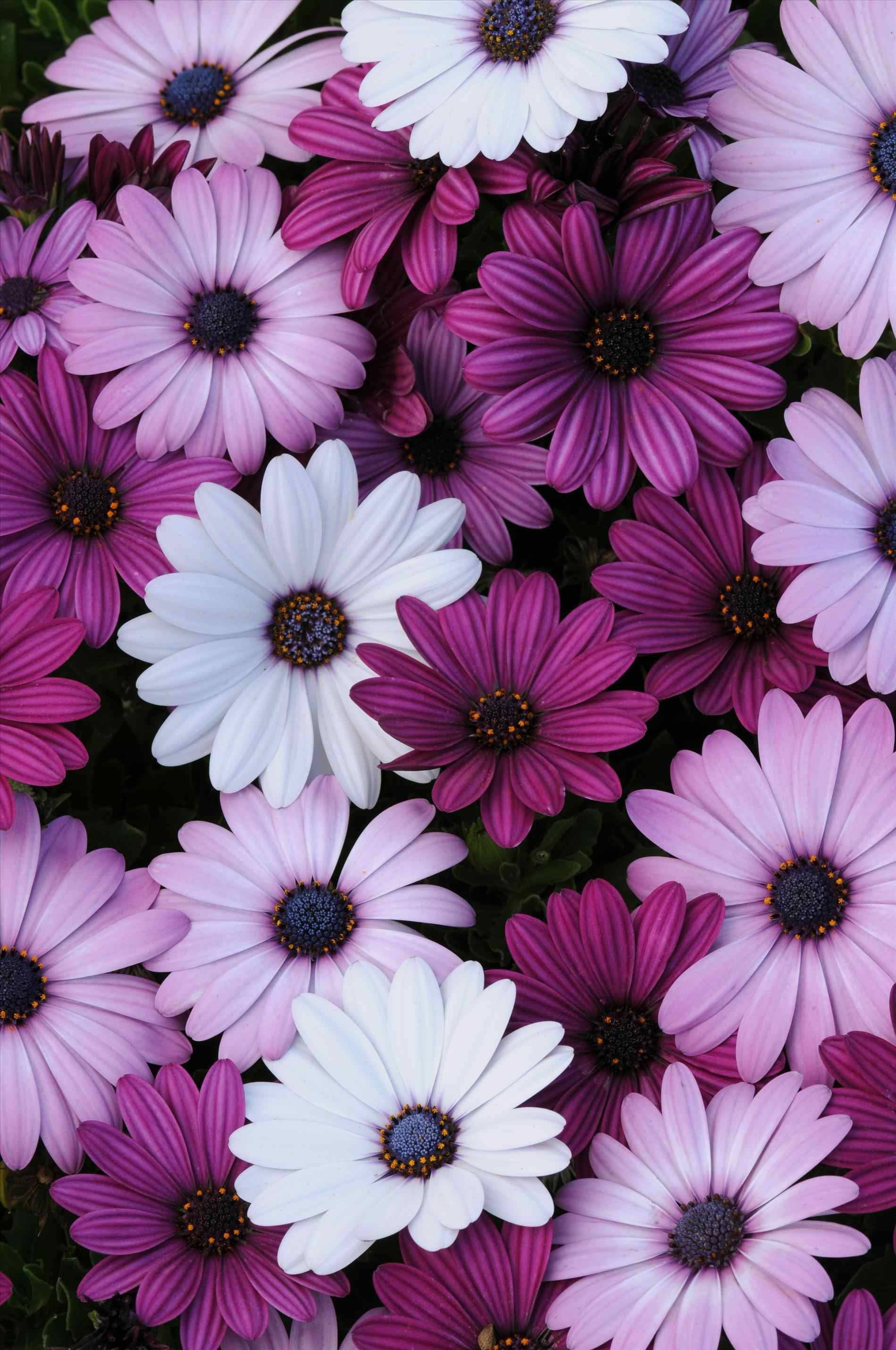 purple flower, grey sky, purple and white daisies, 2K Phone Wallpaper