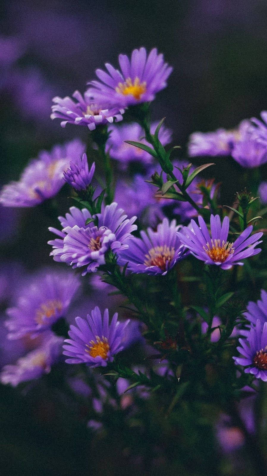 Aesthetic Purple Flower, vibrant purple aster flowers, yellow centers, HD Phone Wallpaper