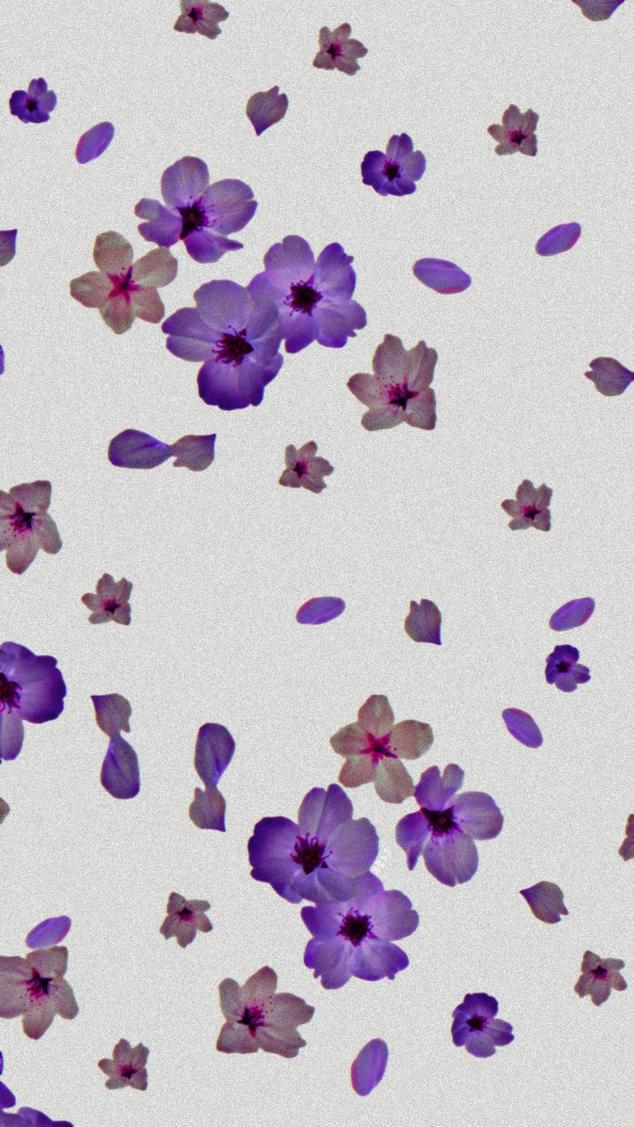 Aesthetic Purple Flower, purple cherry blossoms, pink cherry blossoms, Full HD Phone Wallpaper