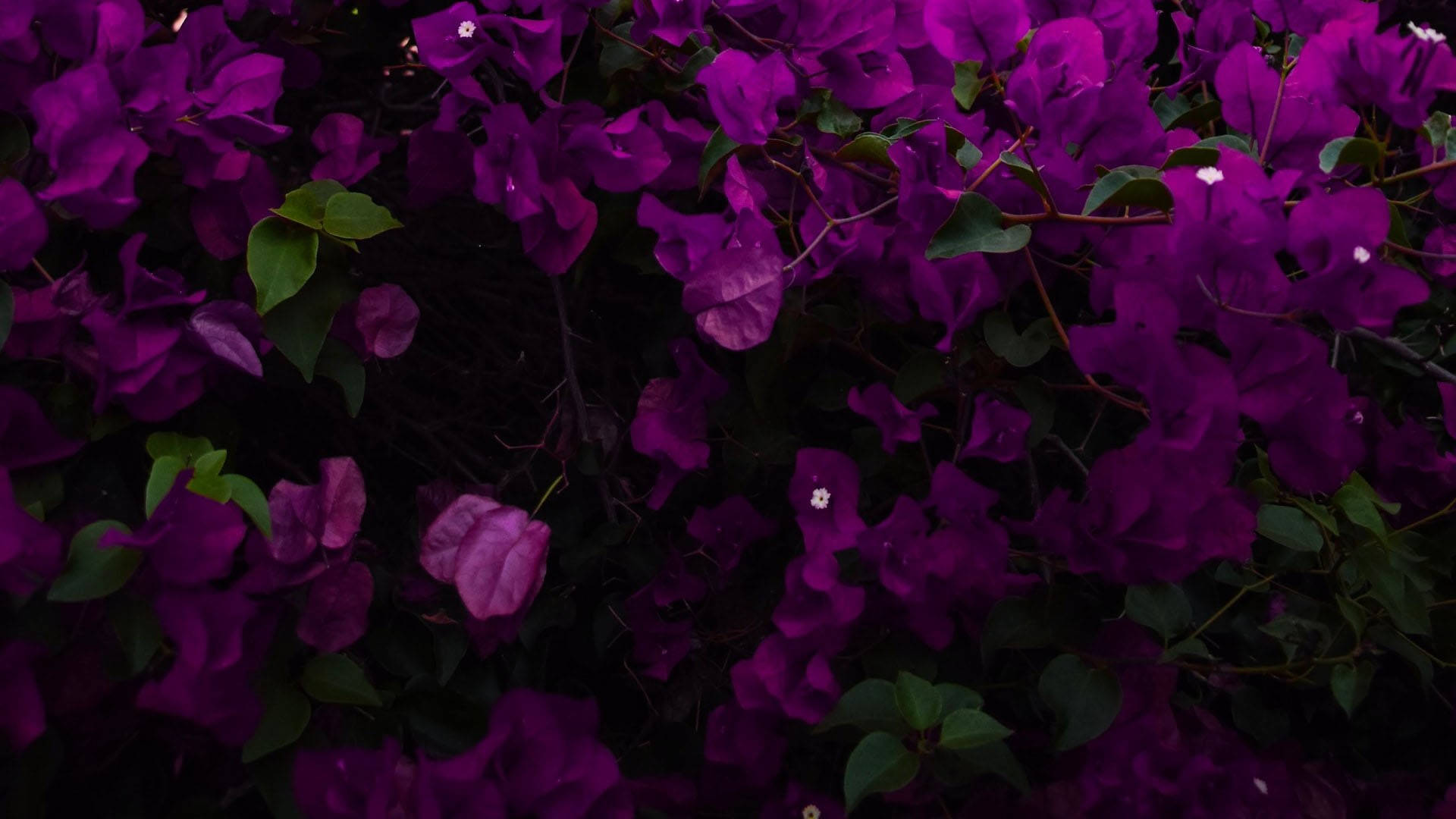 bougainvillea, vibrant purple, green leaves, Full HD Desktop Wallpaper