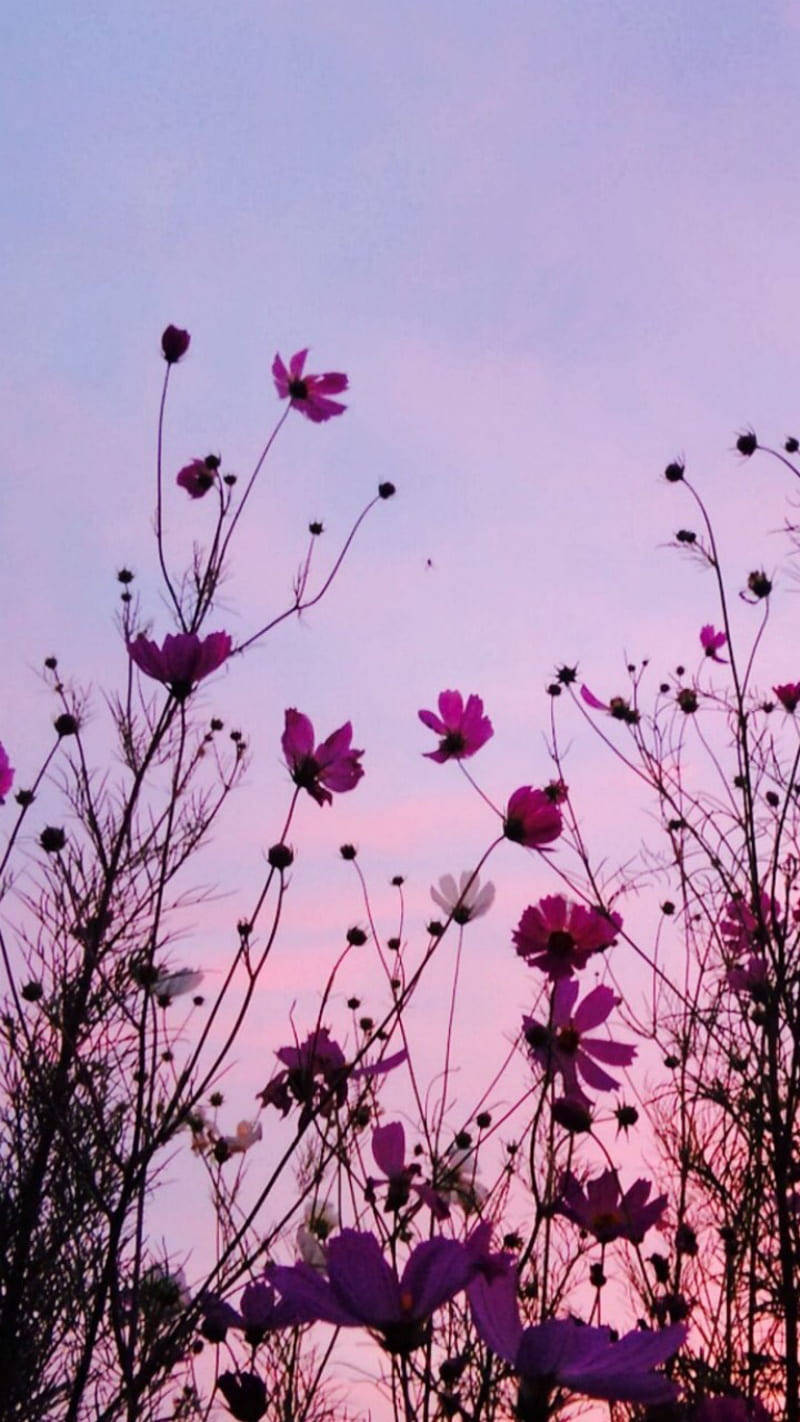 aesthetic purple flower, pink cosmos flowers, soft purple and pink twilight sky, HD Phone Wallpaper