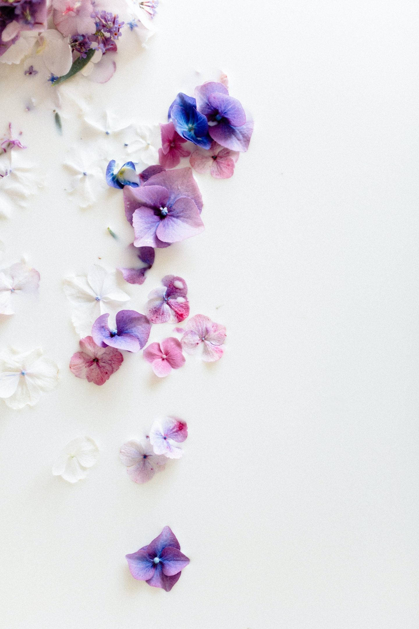 aesthetic purple flower, purple pink and white hydrangea petals, bright white surface, Full HD Phone Wallpaper
