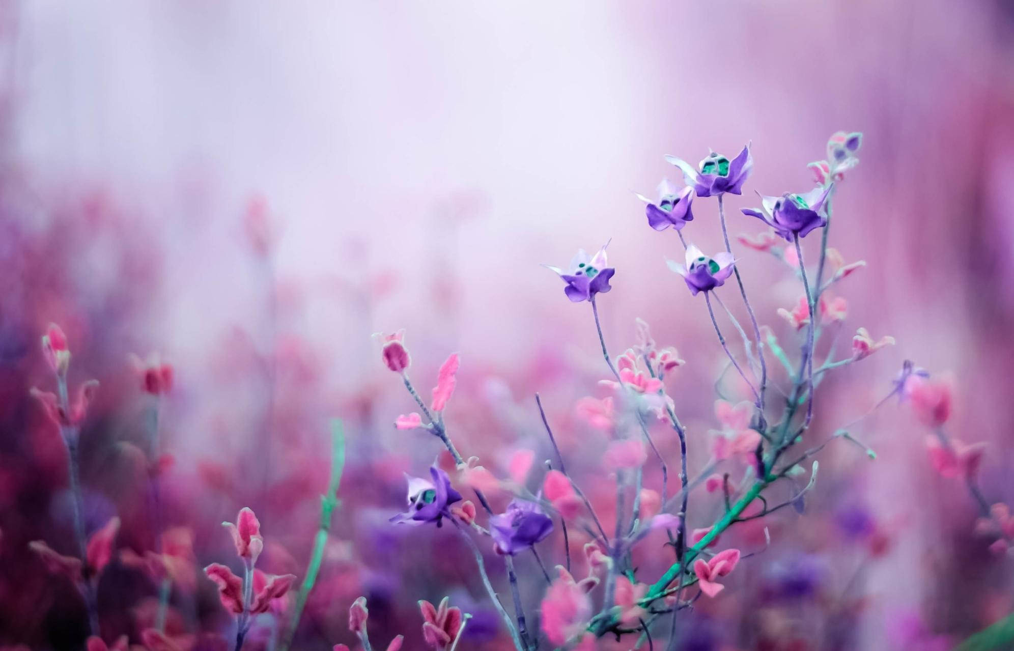 Aesthetic Purple Flower, spring season, delicate purple and pink flowers, Full HD Desktop Wallpaper