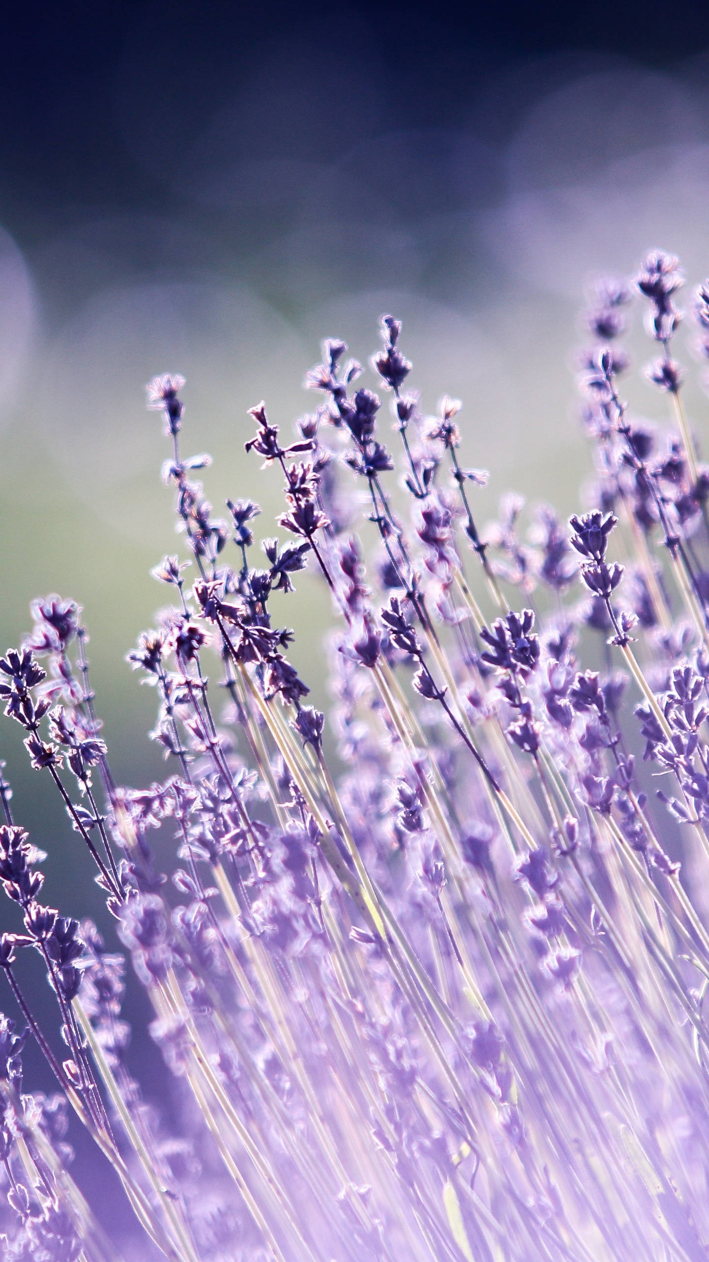 vibrant purple flower, lavender blooms, dreamy blurred background, 2K Phone Wallpaper