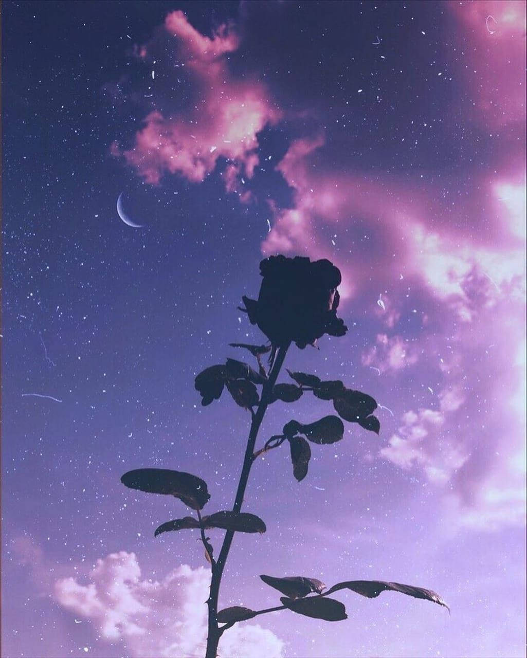 Sunset, Aesthetic Purple Flower, twilight sky, HD Phone Wallpaper